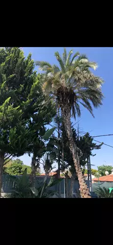 כריתת עצים בגינה פרטית 3